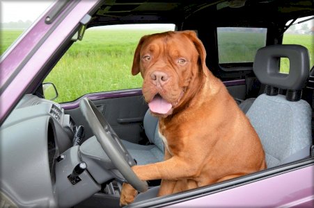 Bulldog Car Insurance